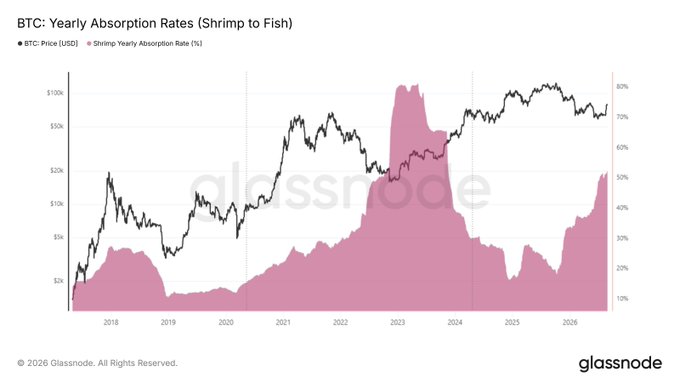 The image is a Glassnode chart titled "BTC: Yearly Absorption Rates (Shrimp to Fish)" tracking BTC price (black line) against the shrimp yearly absorption rate (pink shaded area) from 2018 to 2026. The absorption rate appears to be surging sharply in 2026, reaching levels (~50%) comparable to the FTX collapse bottom in late 2022, supporting the post's claim that small holders are accumulating $BTC as aggressively as during that prior capitulation event.