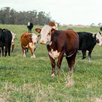 A Hereford cow stands prominently in a grassy pasture alongside other cattle, visually representing the tokenized livestock collateral that enabled a Brazilian dairy farm to secure a R$100,000 loan registered on B3, Brazil's stock exchange.