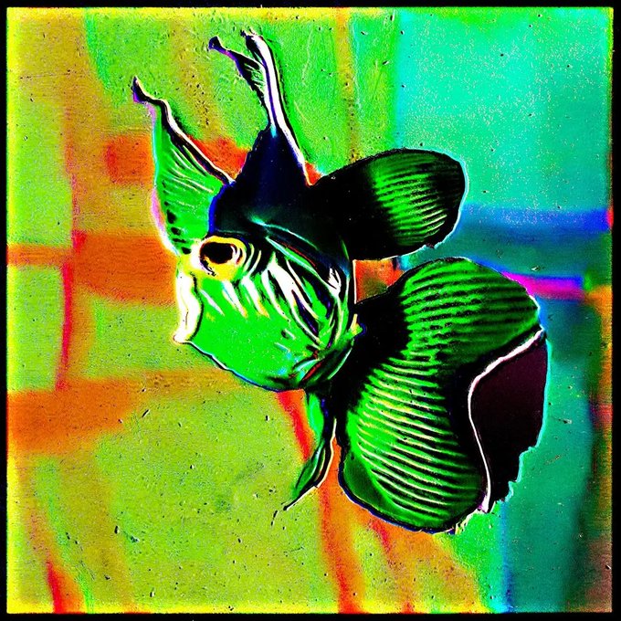 A fish with vibrant green scales and dramatic flowing fins is displayed against a colorful, glitch-art background of oranges, blues, and greens. The image ties to the accompanying post as a stylized visual representation of the "Tectocaelus viridescens" NFT from the Rare Fish collection.