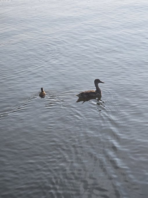 A mother duck swims across calm water, followed closely by a small duckling, creating gentle ripples on the surface.