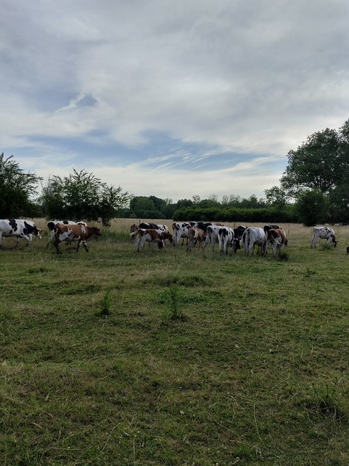 A herd of brown and white cows graze peacefully in an open grassy field under a cloudy sky, embodying the "touch some grass" spirit of getting outdoors and connecting with nature.