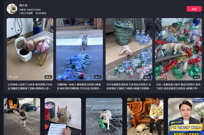 A Chinese social media profile page for user '狗小白' featuring a grid of video thumbnails, predominantly showing dogs with various objects like cat toys and plastic bottles.