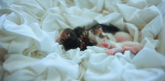 Two tiny newborn kittens, one calico and one black and white, sleeping curled up together on a soft white blanket.