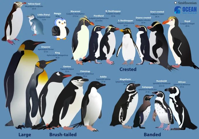 A Smithsonian Ocean infographic displaying various penguin species categorized as Large, Brush-tailed, Crested, and Banded, including Yellow-Eyed, Emperor, King, Gentoo, Chinstrap, Adélie, Magellanic, Galapagos, Humboldt, and African penguins with their scientific names and sizes.