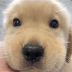 A close-up photo of an adorable golden retriever puppy face looking directly at the camera.