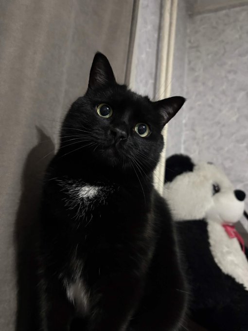 A black cat sits looking directly at the camera, with a white stuffed bear visible in the background.