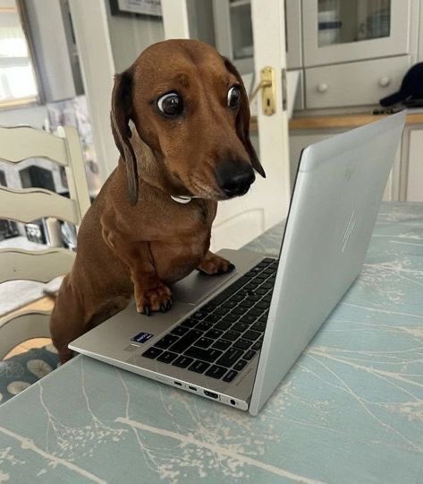 The image features a brown dog sitting at a dining table with an open laptop computer, seemingly intrigued by something on the screen or perhaps waiting for its owner's attention. The background includes chairs and other furniture items typical of a living space.