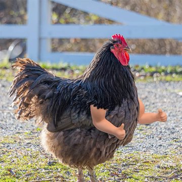 A humorous image of a black chicken with muscular human-like arms photoshopped onto its sides, giving a thumbs-up gesture in a rural setting.