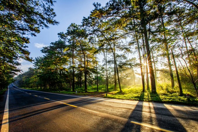 The image shows an empty road with trees lining both sides, creating a serene atmosphere. The sun is shining brightly through the trees, casting long shadows across the scene. There are no people or vehicles visible in the photo. The text "Good morning Have a good day @quipnetwork" appears to be part of a caption that accompanies the image.