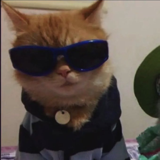 A close-up photograph of an orange kitten wearing large blue sunglasses and a dark bow tie.