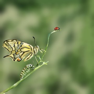 A close-up of a yellow and black swallowtail butterfly, a striped caterpillar, and a small ladybug on a green plant stem against a blurred background.