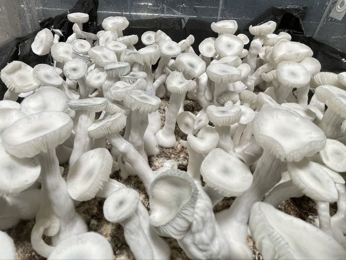 A close-up photograph of a large cluster of white mushrooms growing in dark soil, with various caps and stems visible in dense formation.