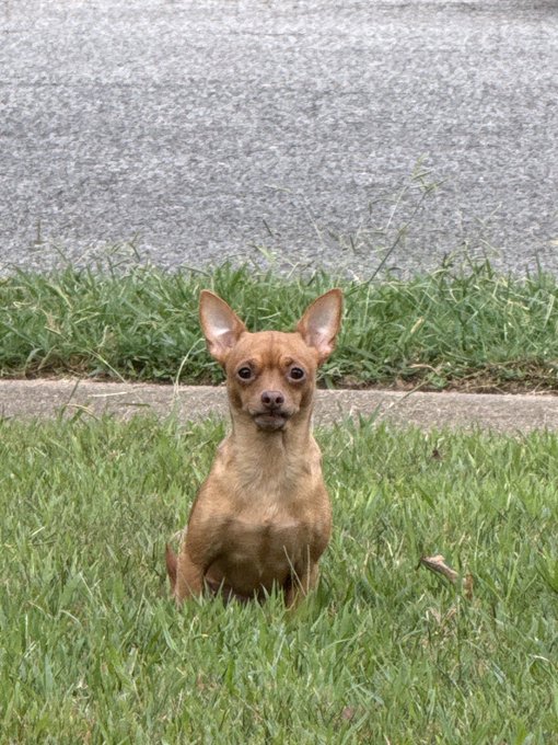 A small brown chihuahua with large ears sitting in green grass near a paved road.