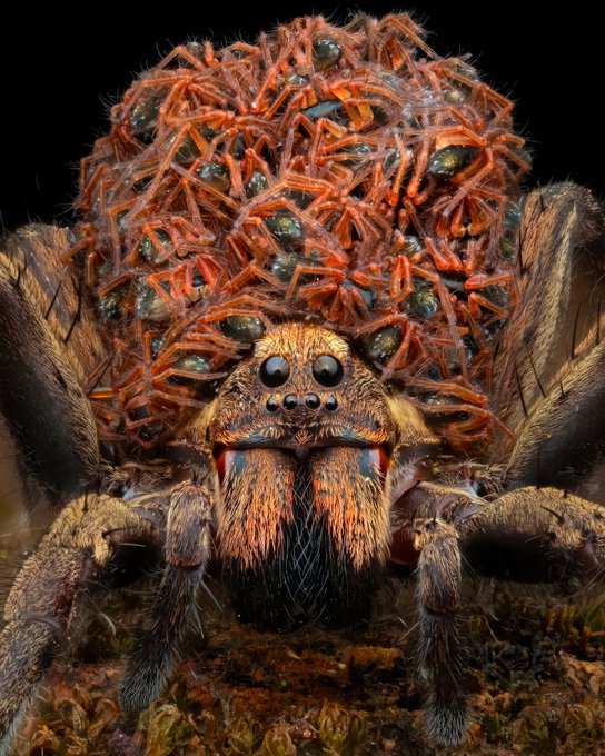 A highly detailed macro photograph of a large spider with fuzzy brown and orange coloring, featuring prominent fangs and multiple eyes, positioned against a black background.