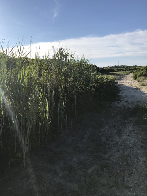 A landscape photograph showing a dirt path running alongside tall green grass and bushes under a blue sky with scattered clouds.