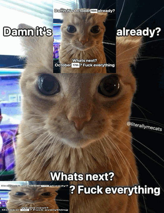 A meme featuring a close-up photo of an orange cat with the text "Damn it's October 16th already?" at the top and "Whats next? October 17th? Fuck everything" at the bottom, watermarked @literallymecats.