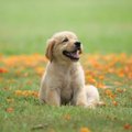 A fluffy golden retriever puppy sits happily in a grassy field scattered with fallen leaves.