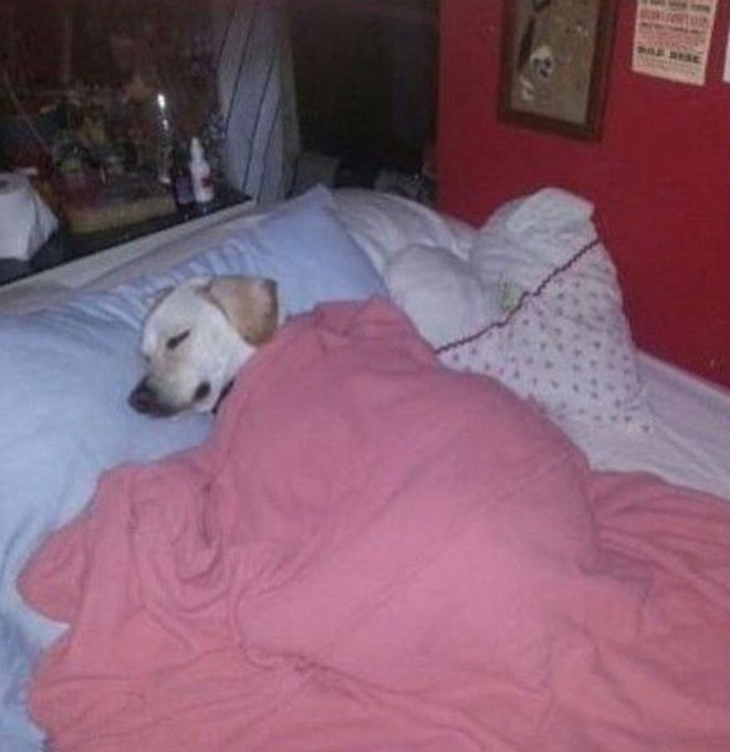 A cozy bedroom scene showing a yellow Labrador retriever tucked under a pink blanket on a bed with blue sheets, sleeping peacefully beside a teddy bear.