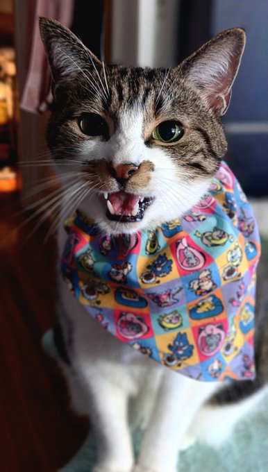 A close-up of a tabby and white cat with its mouth open, wearing a colorful bandana patterned with cartoon characters.