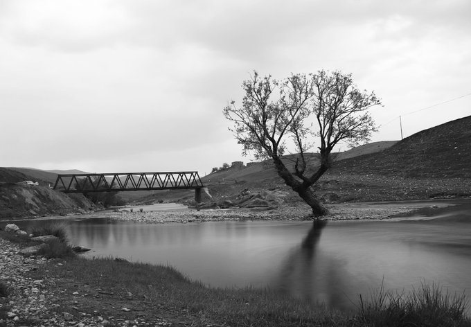 A black and white photograph of a serene landscape featuring a lone tree growing beside a calm body of water, with a metal truss bridge visible in the background against rolling hills.