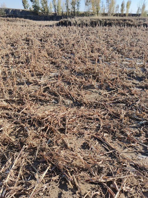 A photograph of a barren agricultural field with dried corn stalks and weeds scattered across the soil, with trees visible in the background.