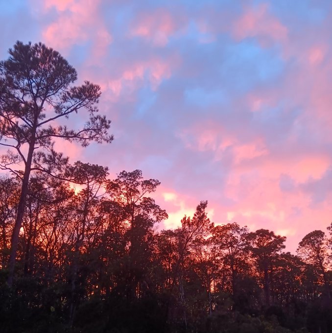A silhouette of tall pine trees set against a vibrant sunset sky filled with pink and purple clouds.