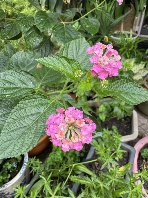 A close-up photograph of vibrant pink lantana flower clusters surrounded by textured green leaves in a garden setting.