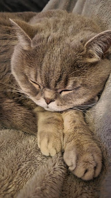 A close-up photo of a sleeping tabby cat curled up on a gray blanket with its paws tucked together.