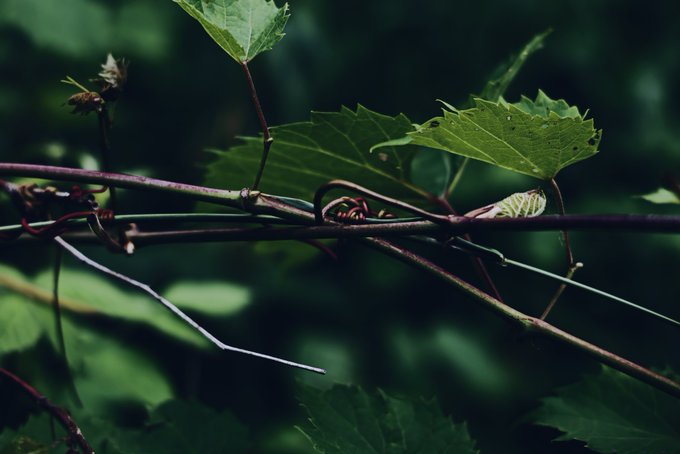A close-up nature shot of a green caterpillar resting on a thin branch amidst dark green leaves.