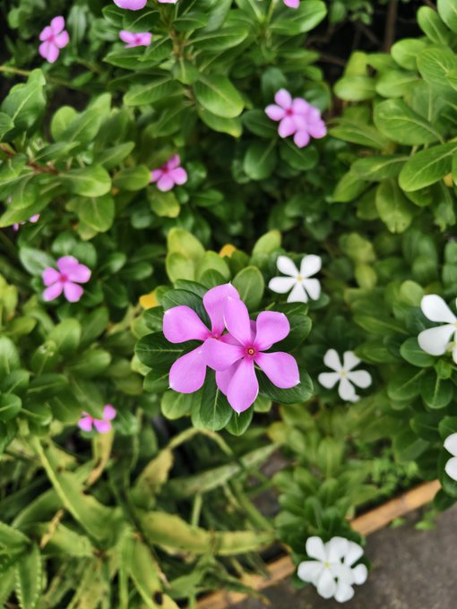 A close-up photograph of a pink periwinkle flower in bloom, surrounded by green foliage and smaller white flowers.
