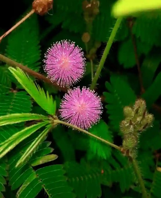 A close-up photograph of two pink puffball-shaped flowers (likely Mimosa pudica) blooming among green fern-like leaves, with one bud visible to the right.