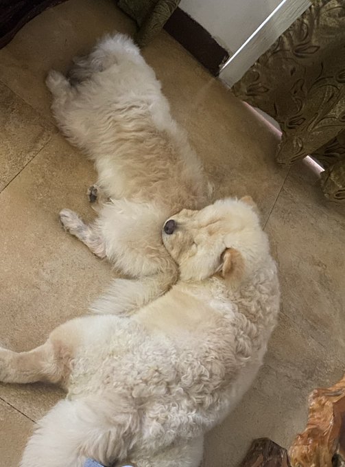 Two fluffy golden retriever-type dogs lying on their backs on a tiled floor in what appears to be a relaxed, playful pose.