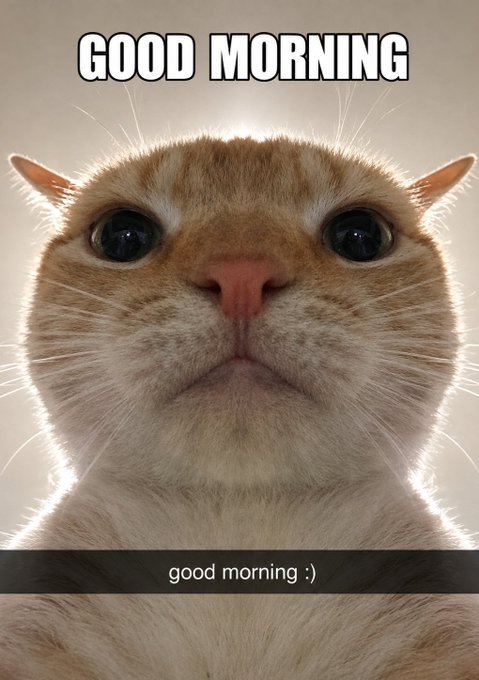 A close-up meme image of an orange and white cat looking upward with the bold text 'GOOD MORNING' at the top and 'good morning :)' written on a black bar at the bottom.