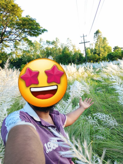 A selfie of a person in a purple shirt standing in a field of tall white feathery grass, with their face obscured by a starry-eyed emoji.