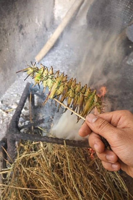 A close-up of a hand holding a skewer of green grasshoppers over a smoky cooking fire with straw visible below.