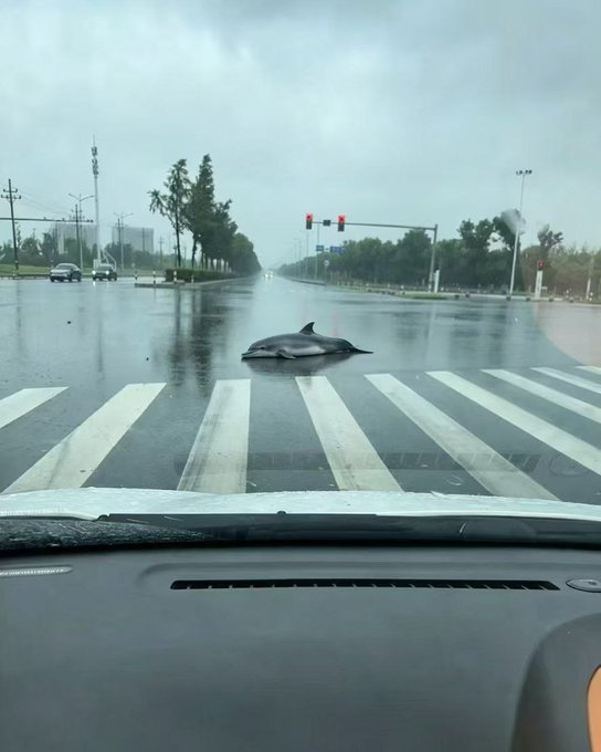 A view from inside a car on a rainy day, showing a dolphin lying on a crosswalk in the middle of a wet road at a red traffic light.