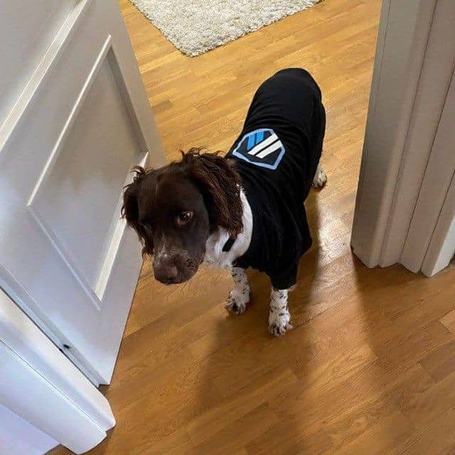 A brown and white dog stands on a wooden floor near a white door, wearing a black garment featuring a stylized logo.