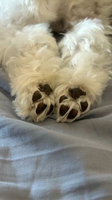 Close-up of a fluffy white dog's paws with dark pads resting on a light blue and white plaid fabric.