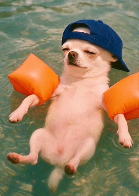 A small white Chihuahua dog wearing a backwards blue baseball cap and orange inflatable arm floaties, floating on its back in clear, sunlit water.