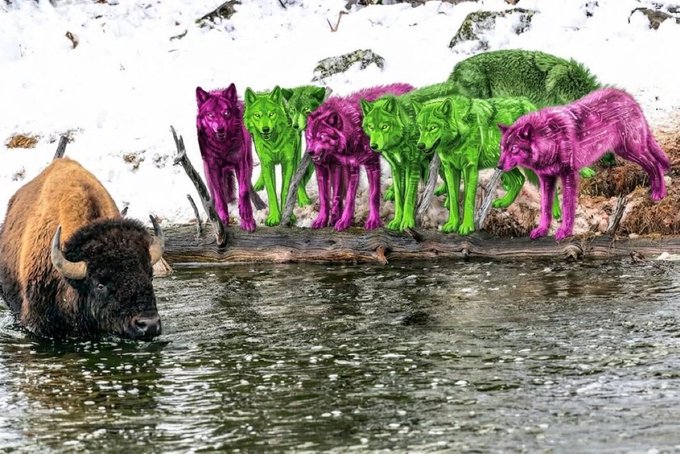 A digitally altered scene showing a real bison wading through water in the foreground, while a pack of wolves on the snowy bank behind it are tinted in alternating bright green and magenta colors.