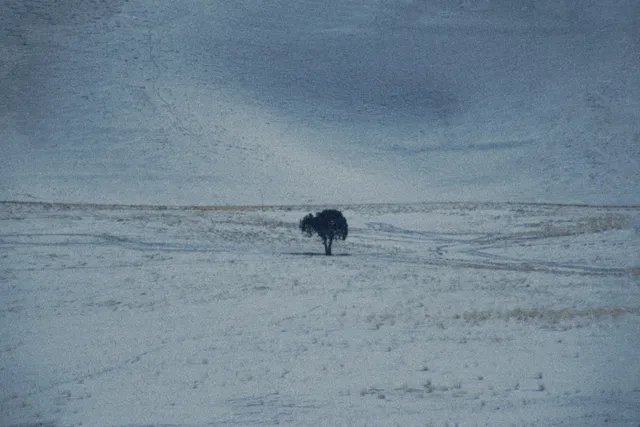 A solitary dark tree standing in a vast, snow-covered field under a gloomy, overcast sky.