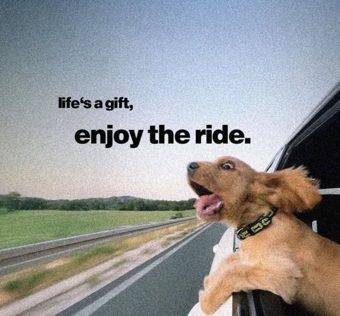 A golden retriever with its head out of a car window enjoys the wind with an excited expression, accompanied by the text 'life's a gift, enjoy the ride.' on a gray, grainy background.