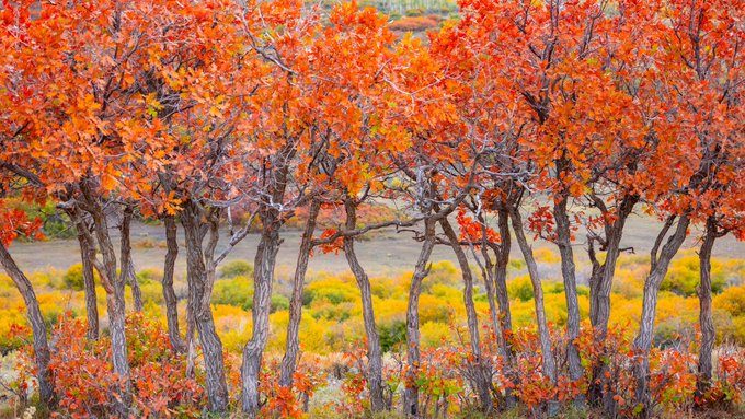 A vibrant landscape showing trees with bright red and orange autumn foliage in the foreground, with yellow bushes visible in the distance.