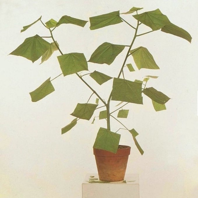 An artistic photograph of a small potted plant with angular green leaves, placed on a white pedestal against a plain background.