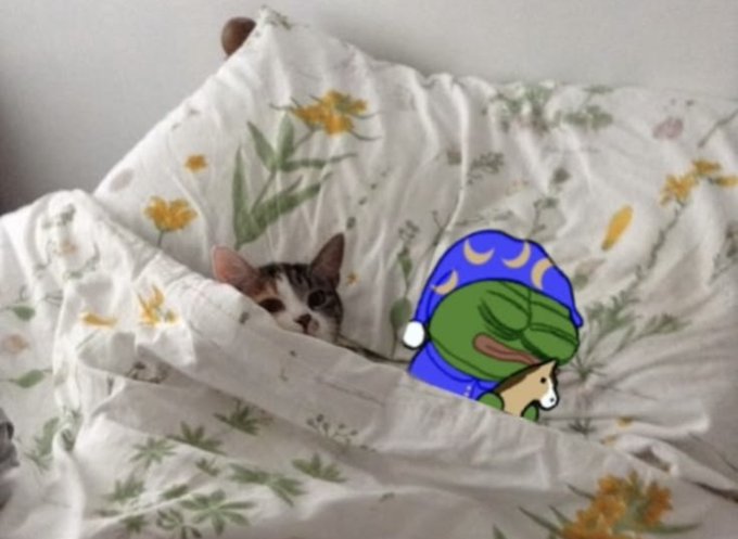 A small tabby kitten peeks out from under a floral-patterned blanket beside a sticker of a Pepe the Frog character sleeping in a blue nightcap.