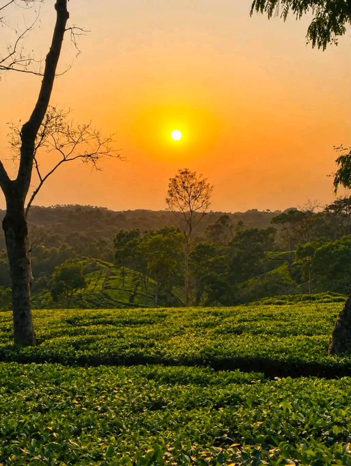 A serene sunset over a lush green tea plantation, with the sun setting behind distant tree-covered hills.
