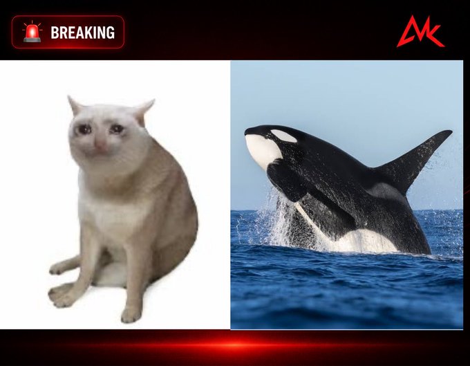 A side-by-side image shows a white cat with a sad expression next to an orca whale breaching out of the ocean, under a "BREAKING" news banner with an "MK" logo—visually representing the "whales buy" headline about the $CASHCAT memecoin surge.