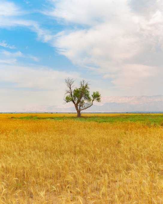 A lone tree stands in a vast golden field beneath a soft, cloud-dappled sky, evoking the solitary beauty that gives the artwork "✹ Golden Solitude ✹" its name. The serene, expansive landscape captures the quiet majesty celebrated in this 0.15 Ξ piece available on SuperRare.