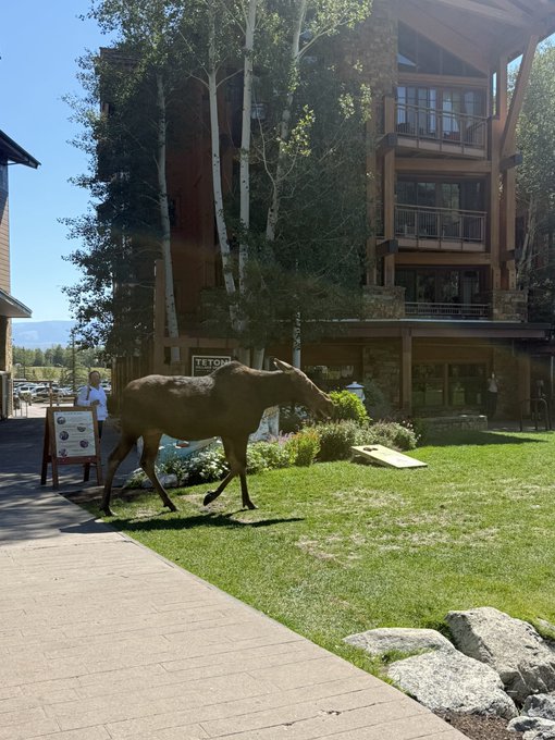 A bronze elk statue stands alert on the lawn in front of a multi-story lodge building with stone and wood architecture. The scene humorously captures the elk in a startled, attention-grabbing pose—fitting for the caption about a trader reacting to ETH's sudden 20% price surge.