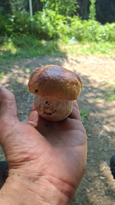 A close-up photograph of a person holding a freshly picked porcini mushroom in their hand against a background of a dirt path and green foliage.